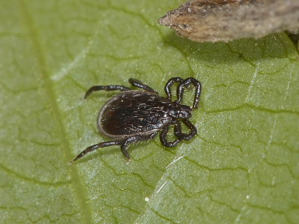 Ixodes cfr. ricinus, maschio